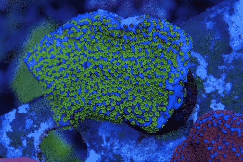 coral frags online